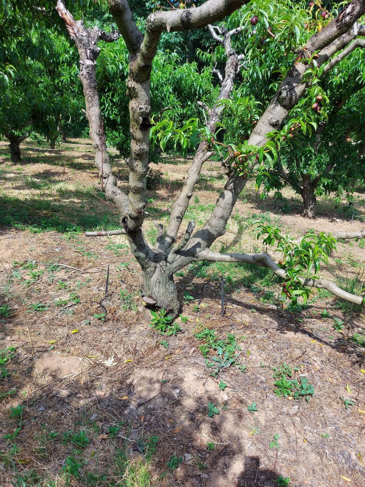 Καρποφορία Phellinus σε κορμό ροδακινιάς