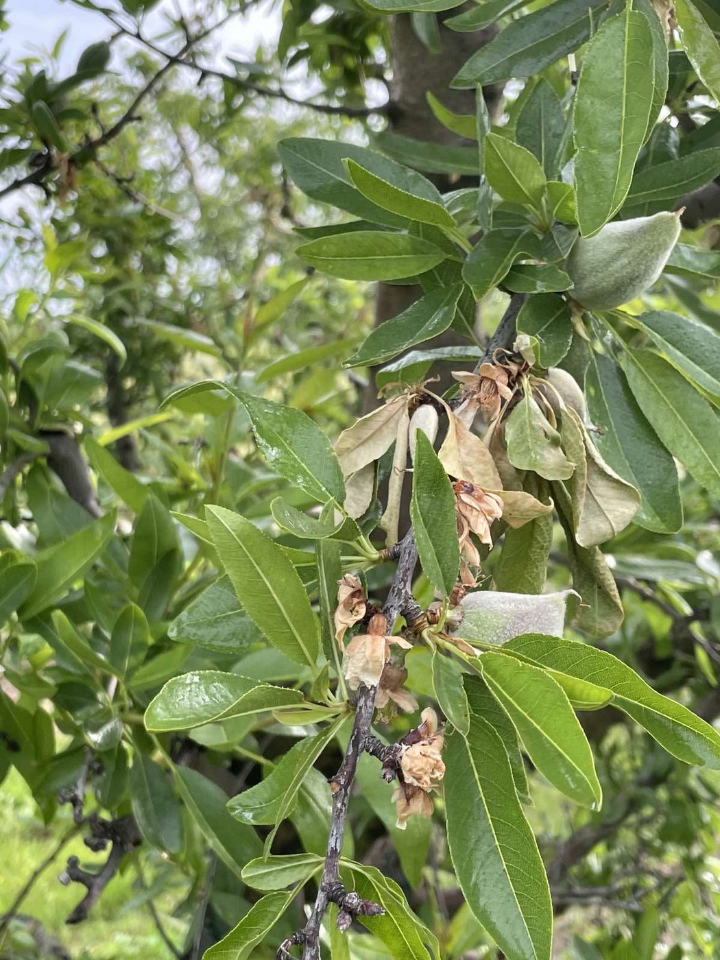 Νεκρωμένα άνθη αμυγδαλιάς με τα πέταλα προσκολλημένα και ξηραμένο γειτονικό φύλλωμα