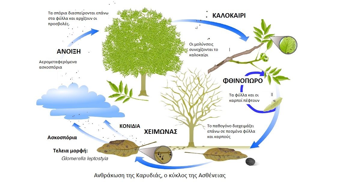 Η ανθράκωση της καρυδιάς, Διάγνωση και Αντιμετώπιση