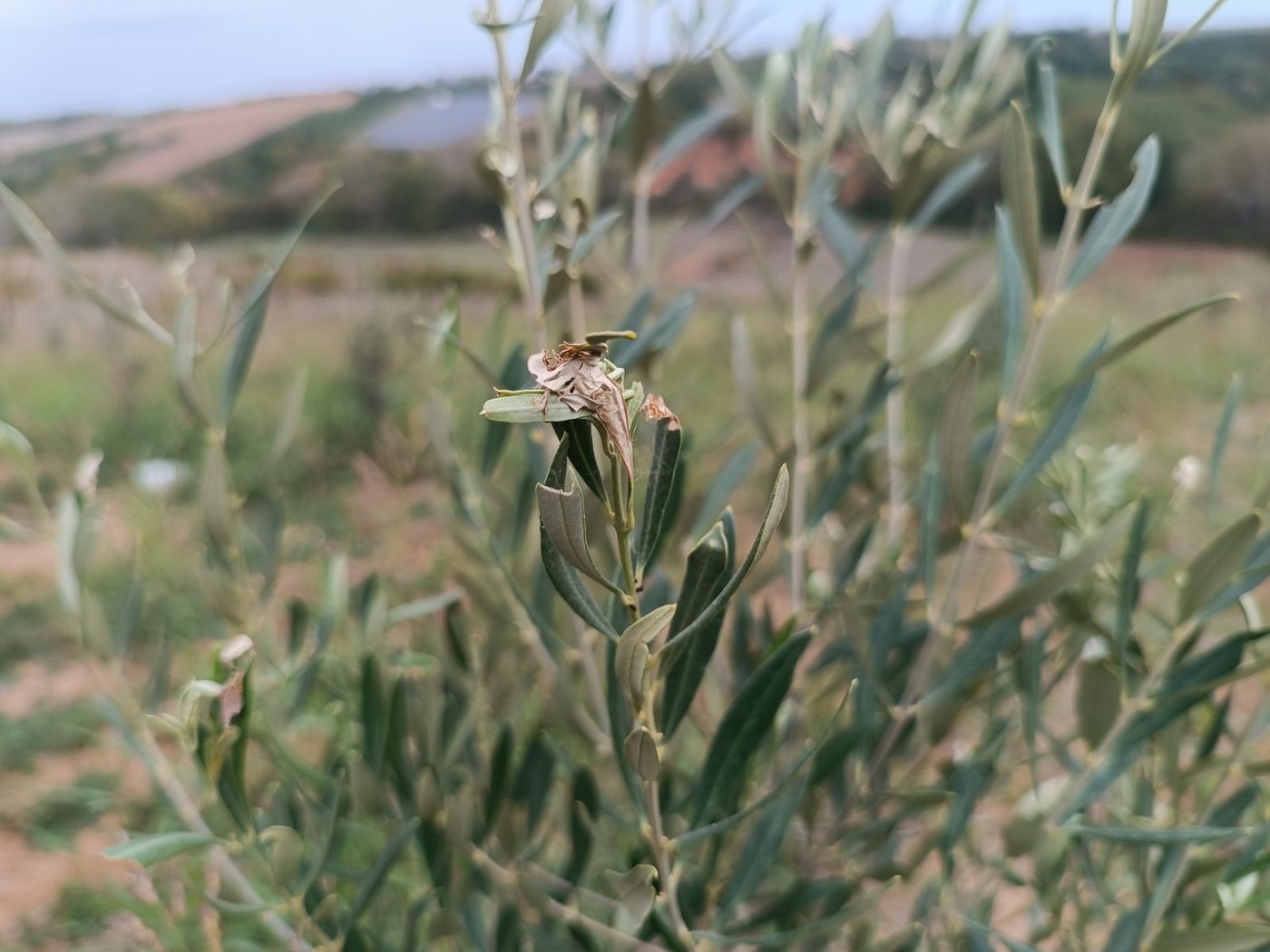 Ακραία βλάστηση ελιάς με ξηρά συστραμμένα φύλλα και μεταξένια νήματα από μαργαρόνια