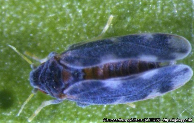 Aleurocanthus spiniferus