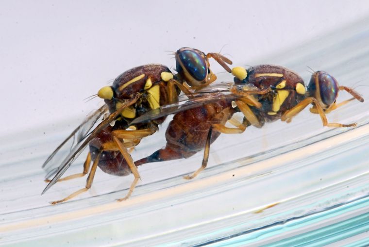 Bactrocera zonata
