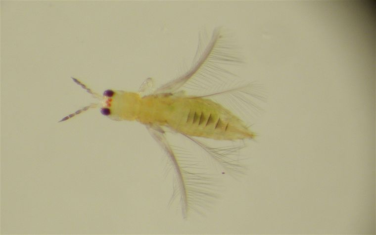 Scirtothrips dorsalis