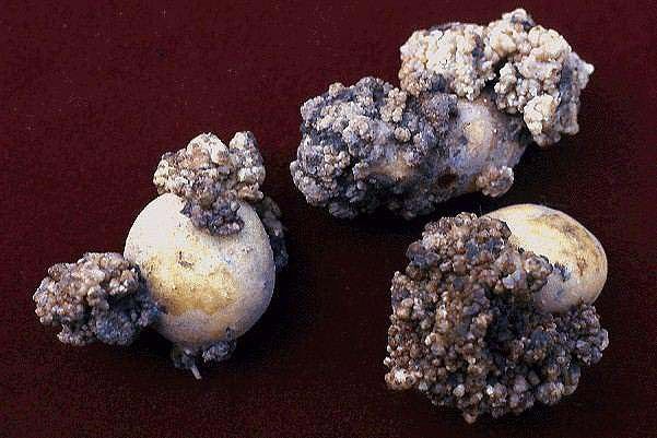 Synchytrium endobioticum
