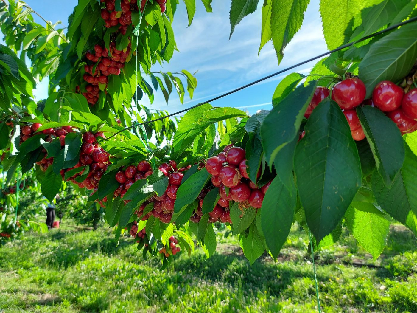 Οι ποικιλίες κερασιάς της σειράς Meda