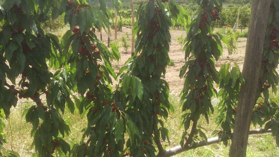 Κρεμοκλαδείς βραχίονες κερασιάς με πολύ πυκνό φορτίο μικρών καρπών