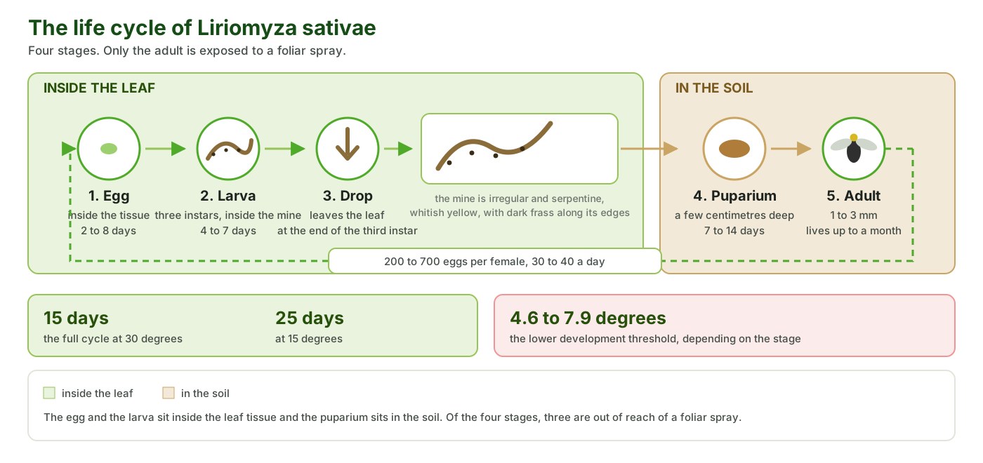 Liriomyza sativae: first record in Greece, life cycle, hosts and management