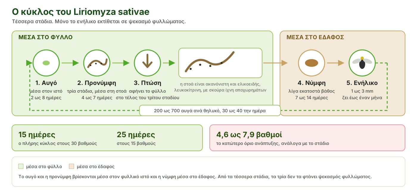 Liriomyza sativae: πρώτη διαπίστωση στην Ελλάδα, βιολογικός κύκλος, ξενιστές και αντιμετώπιση