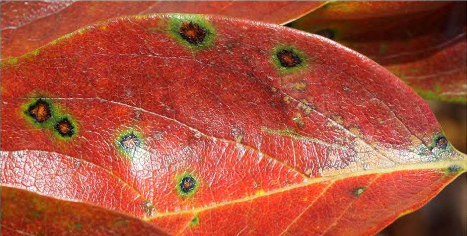 Εχθροί και ασθένειες του λωτού (Diospyros kaki) στην Ευρώπη και στην Ελλάδα: επιδημιολογία, διαφορική διάγνωση και όρια επέμβασης