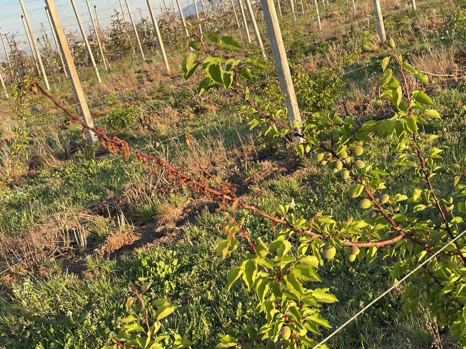 Προσβολή από μονίλια σε κλίμακα οπωρώνα, με ξηρούς βραχίονες μέσα στο υγιές φύλλωμα