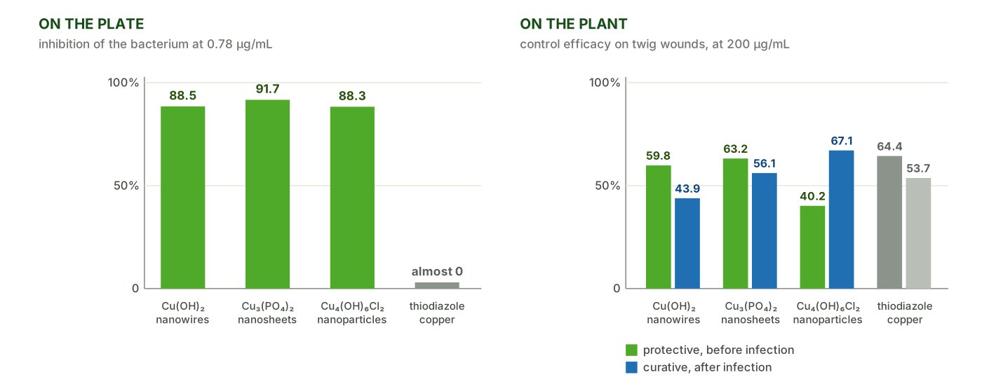 Comparison of the activity of copper nanoparticles on the plate and on the plant