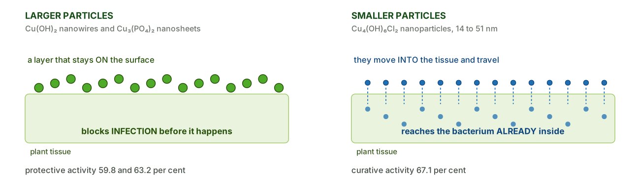 Particle size decides whether the activity is protective or curative