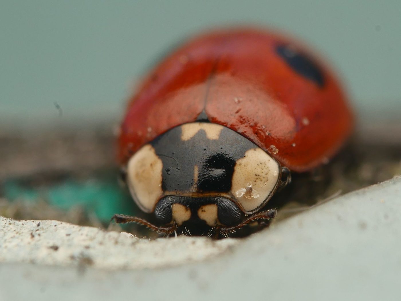 Ενήλικο της πασχαλίτσας Adalia bipunctata