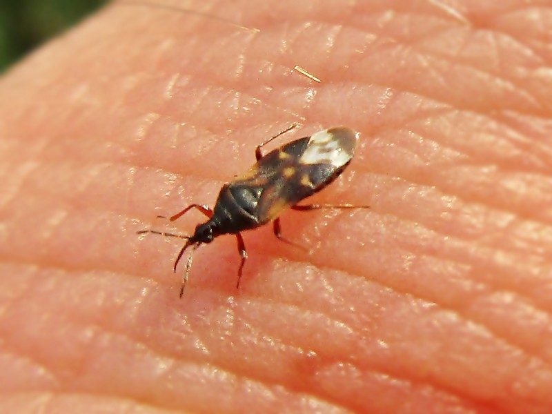 Ενήλικο του Anthocoris nemoralis πάνω σε ανθρώπινο δάχτυλο, που δίνει την κλίμακα