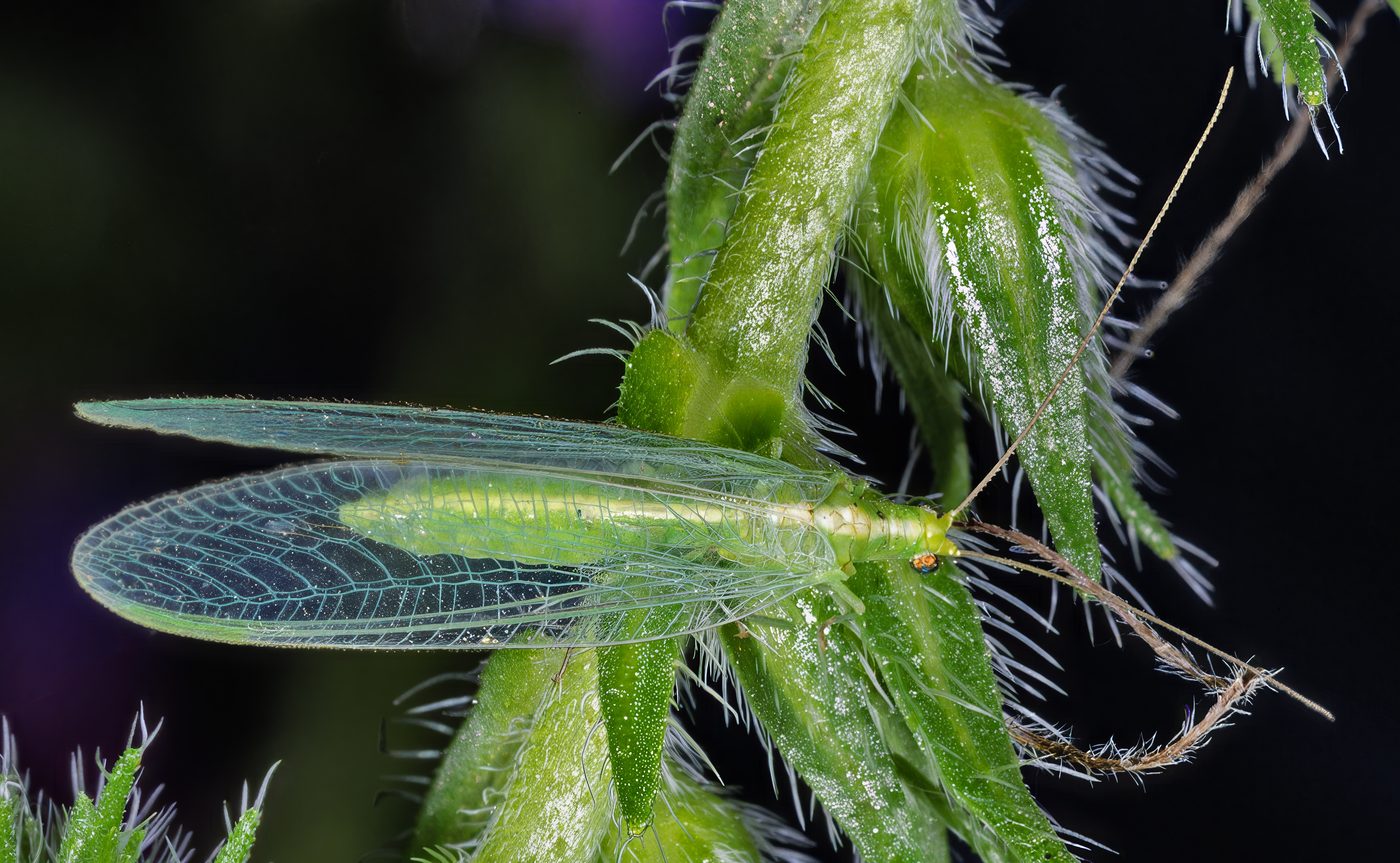 Ενήλικο της χρυσόπας Chrysoperla carnea