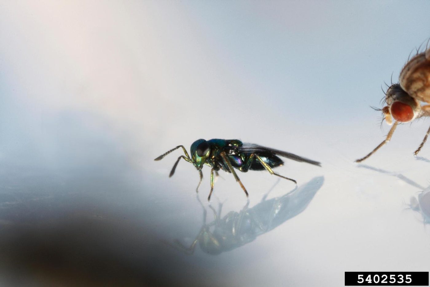 Ενήλικο του Diglyphus isaea δίπλα σε φυλλορύκτη
