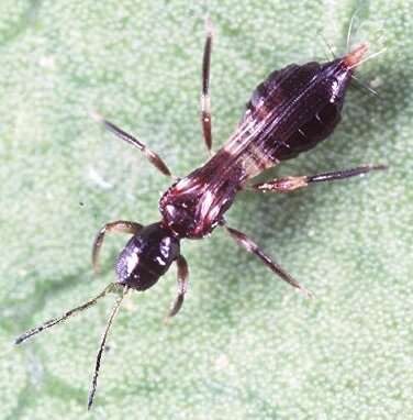 Ενήλικο του Franklinothrips vespiformis