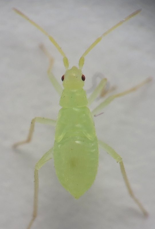 Νύμφη του Macrolophus pygmaeus