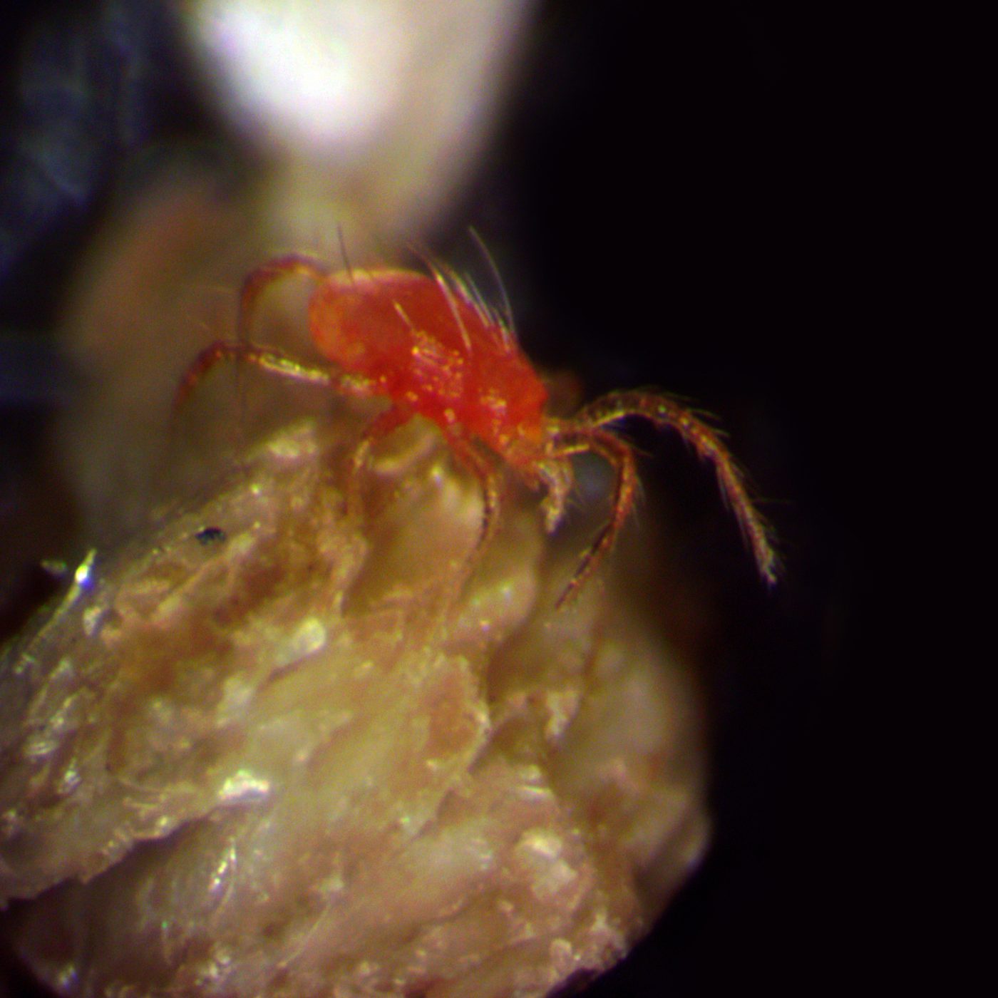 Ενήλικο του αρπακτικού ακάρεως Phytoseiulus persimilis