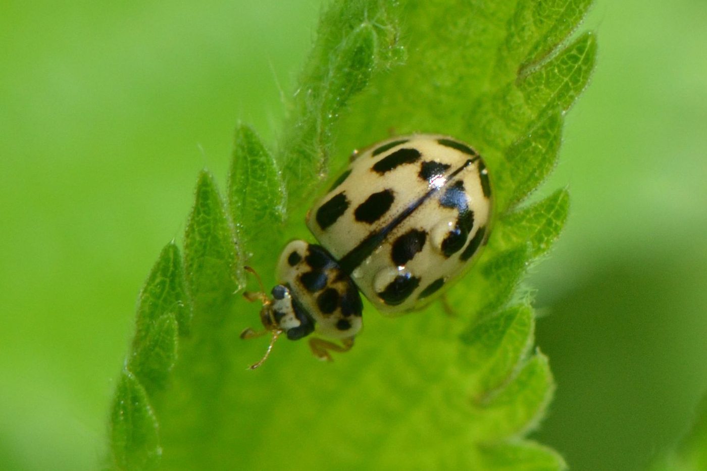 Ενήλικο της πασχαλίτσας Propylea quatuordecimpunctata