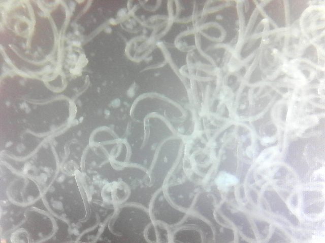 Νηματώδεις Steinernema feltiae