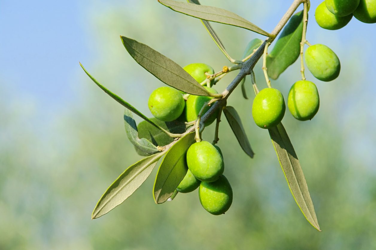 Το βόριο στην ελιά: διαφυλλική και εδαφική εφαρμογή, δόσεις και το όριο της τοξικότητας