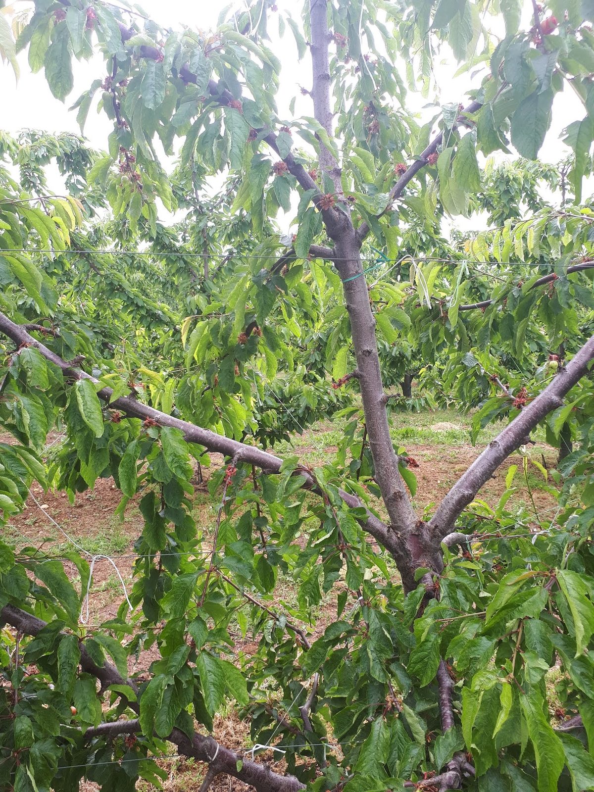 Κοντά μεσογονάτια διαστήματα σε βλαστό κερασιάς