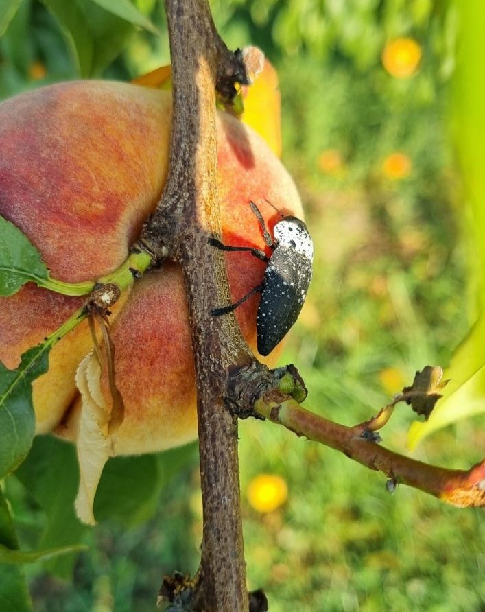 Ο καπνώδης ή μυλωνάς, Capnodis Tenebrionis