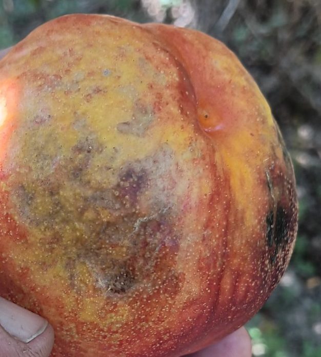 Νεκταρίνι με εκτεταμένη υδατώδη σήψη από Rhizopus, με γκριζωπό μυκήλιο και σκούρα σποριάγγεια