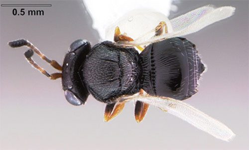 Θηλυκό άτομο της σφήκας Samurai, Trissolcus japonicus