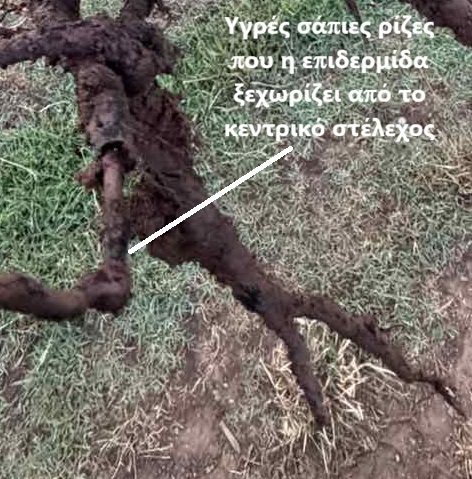 Υγρές σάπιες ρίζες ακτινιδιάς με την επιδερμίδα να ξεχωρίζει από το κεντρικό στέλεχος