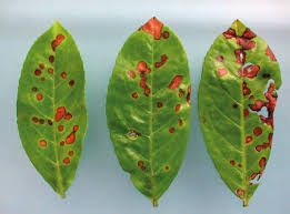 Η βακτηρίωση της Καρυδιάς, Walnut blight